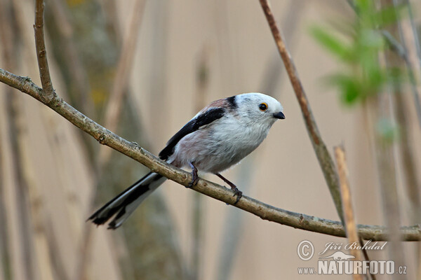 Long-tailed Tit (Aegithalos caudatus)