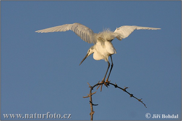 Martinet blanc