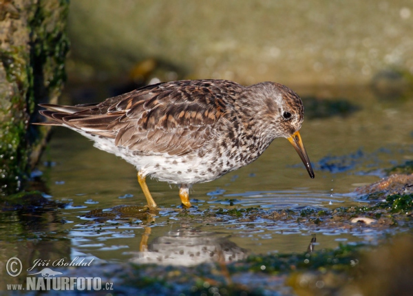 Meerstrandläufer