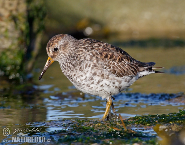 Meerstrandläufer