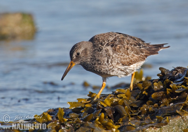 Meerstrandläufer