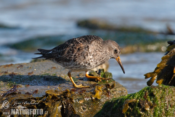 Meerstrandläufer