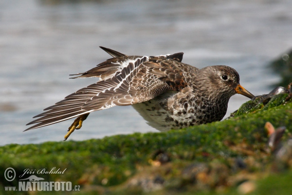 Meerstrandläufer