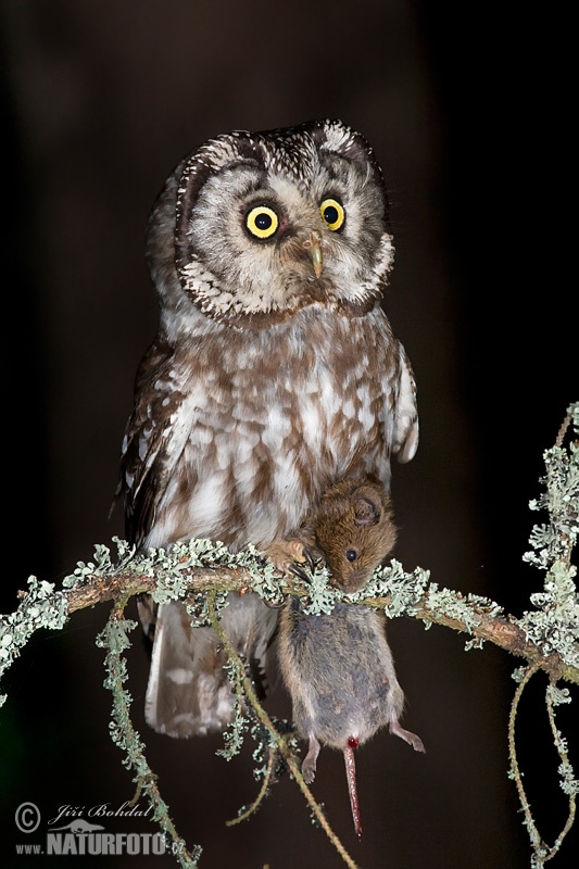 Mochuelo boreal