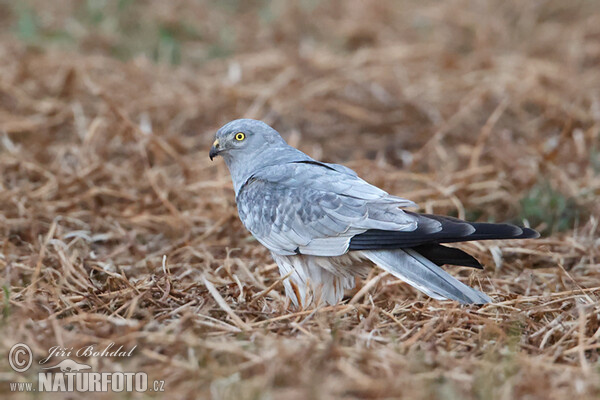 Montagu's Harrier (Circus pygargus)