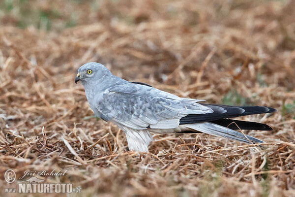 Montagu's Harrier (Circus pygargus)