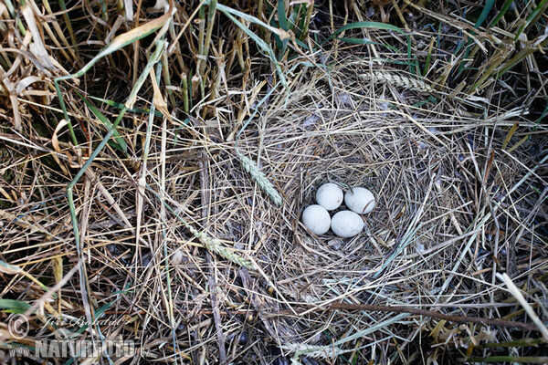 Montagu's Harrier (Circus pygargus)