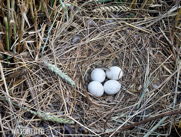 Montagu's Harrier (Circus pygargus)