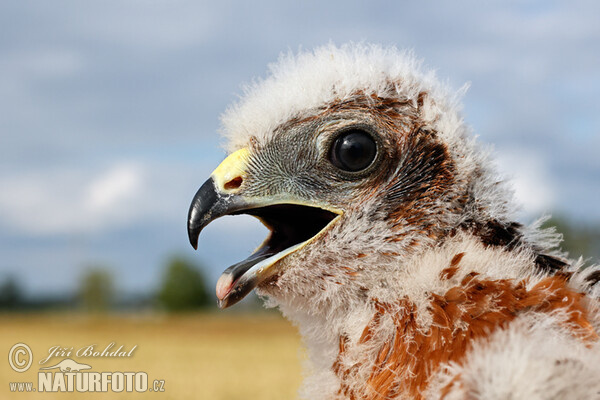 Montagu's Harrier (Circus pygargus)