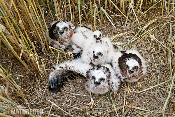 Montagu's Harrier (Circus pygargus)