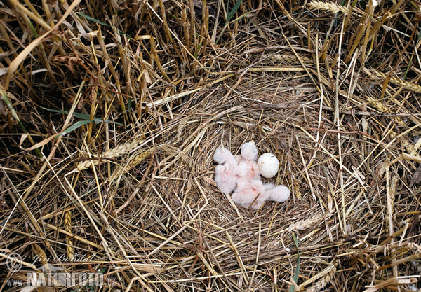 Montagu's Harrier (Circus pygargus)