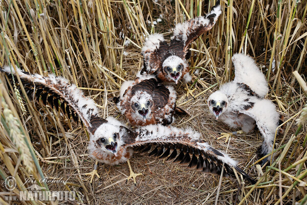 Montagu's Harrier (Circus pygargus)