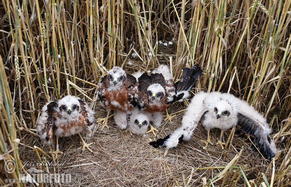 Montagu's Harrier (Circus pygargus)