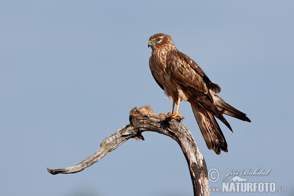 Montagu's Harrier (Circus pygargus)