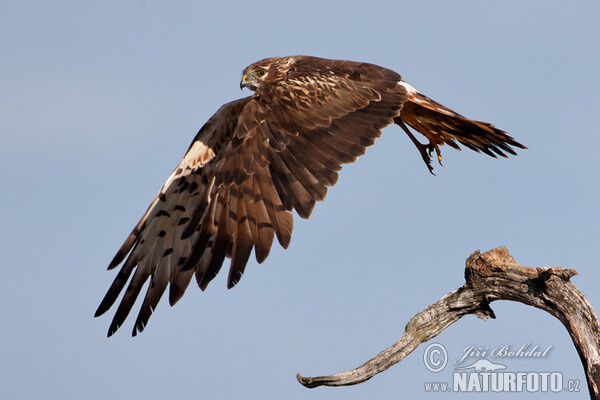 Montagu's Harrier (Circus pygargus)