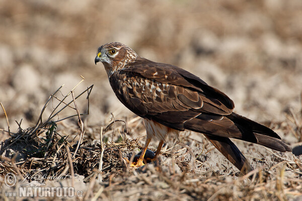 Montagu's Harrier (Circus pygargus)