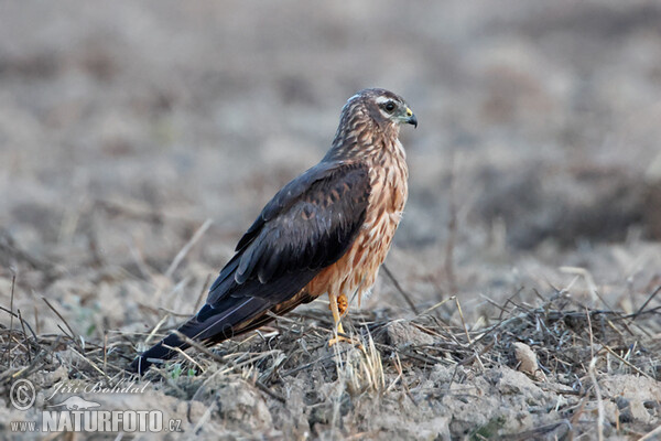 Montagu's Harrier (Circus pygargus)