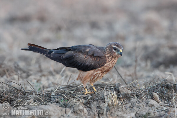 Montagu's Harrier (Circus pygargus)