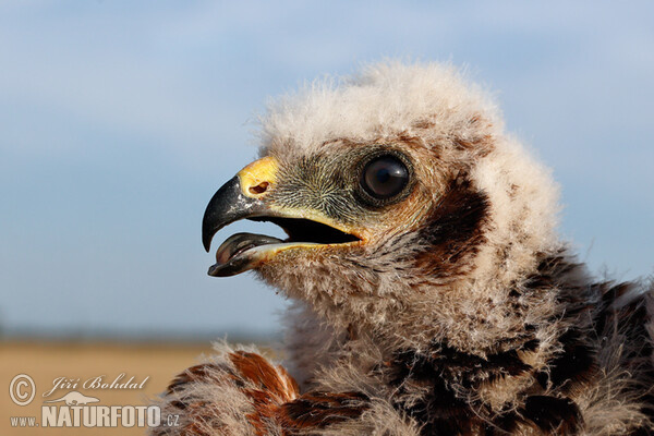 Montagu's Harrier (Circus pygargus)