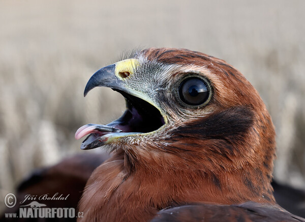 Montagu's Harrier (Circus pygargus)