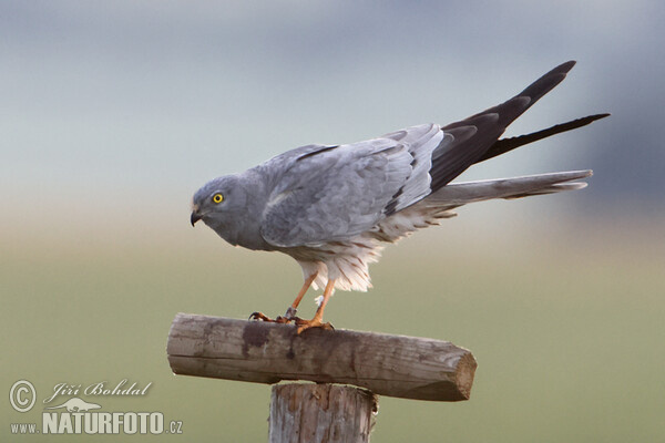 Montagu's Harrier (Circus pygargus)