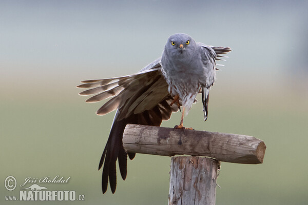 Montagu's Harrier (Circus pygargus)