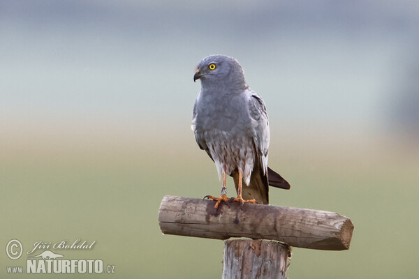 Montagu's Harrier (Circus pygargus)