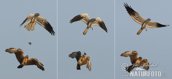 Montagu's Harrier (Circus pygargus)