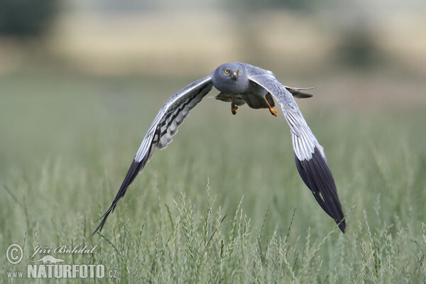 Montagu's Harrier (Circus pygargus)