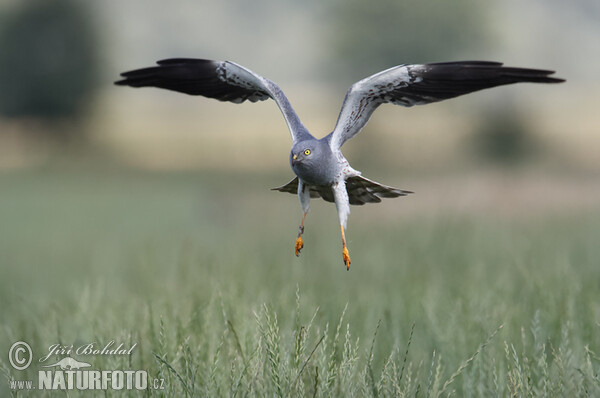 Montagu's Harrier (Circus pygargus)