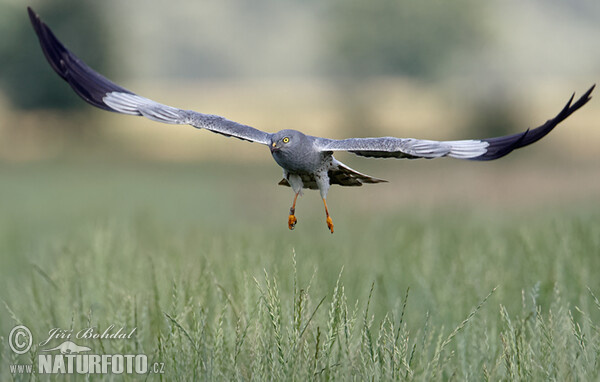 Montagu's Harrier (Circus pygargus)