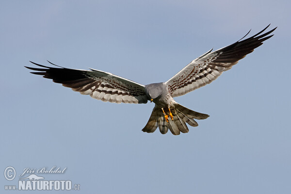 Montagu's Harrier (Circus pygargus)