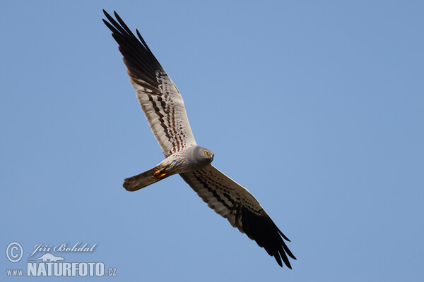 Montagu's Harrier (Circus pygargus)