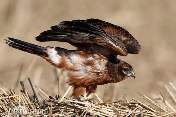 Montagu's Harrier - juv. (Circus pygargus)