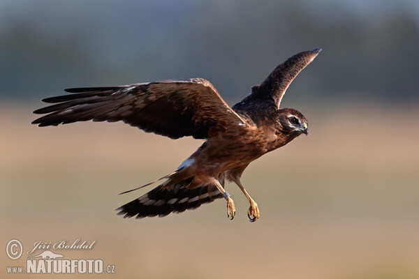 Montagu's Harrier - juv. (Circus pygargus)