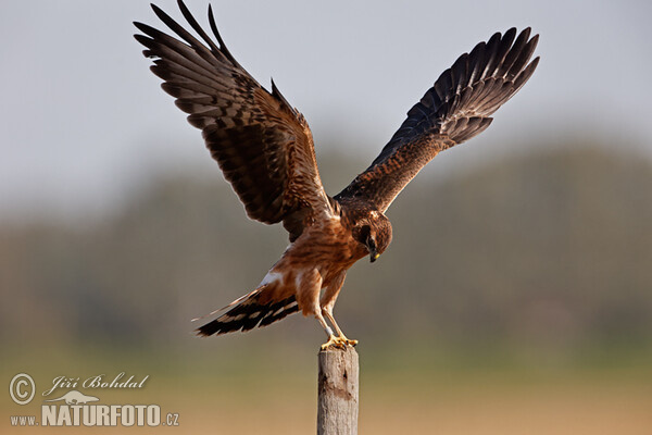 Montagu's Harrier - juv. (Circus pygargus)