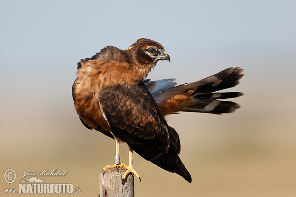 Montagu's Harrier - juv. (Circus pygargus)