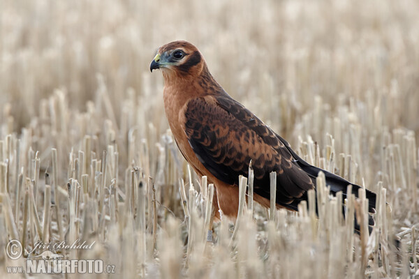 Montagu's Harrier - juv. (Circus pygargus)