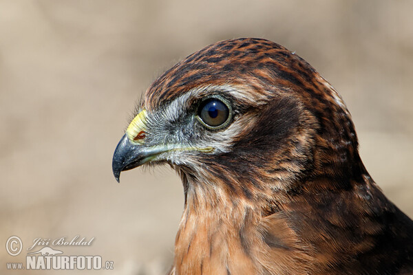 Montagu's Harrier - juv. (Circus pygargus)