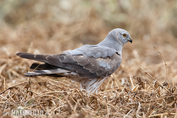 Montagu's Harrier - subad. (Circus pygargus)