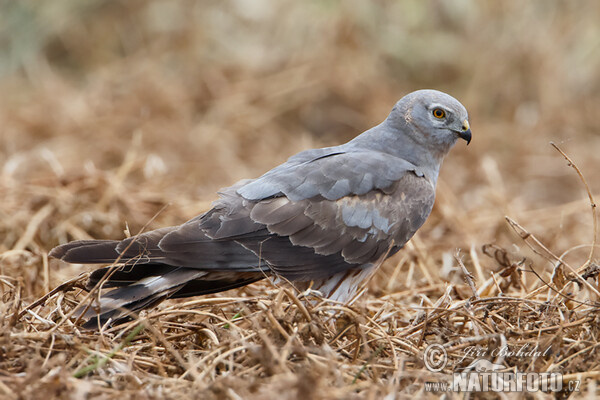 Montagu's Harrier - subad. (Circus pygargus)