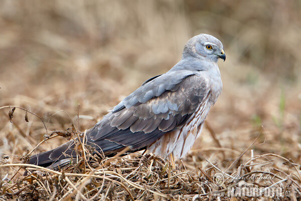 Montagu's Harrier - subad. (Circus pygargus)