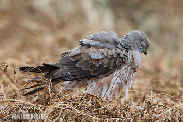 Montagu's Harrier - subad. (Circus pygargus)