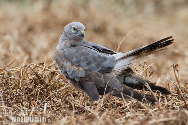 Montagu's Harrier - subad. (Circus pygargus)