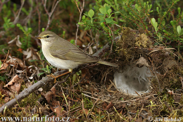 Mosquitero musical