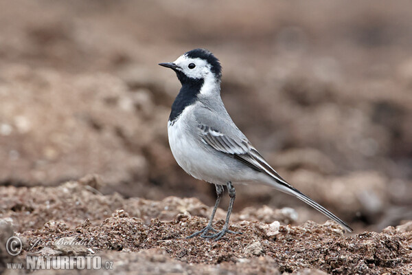 Motacilla alba