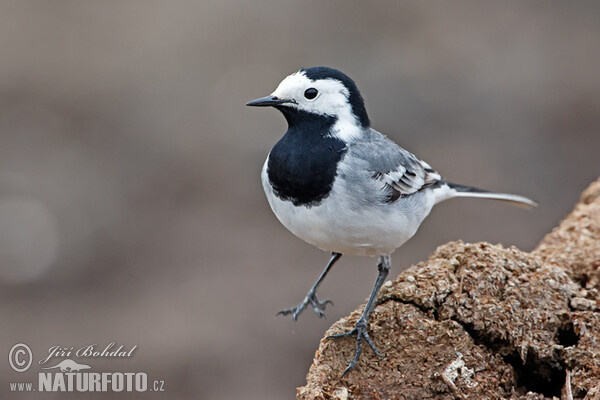 Motacilla alba