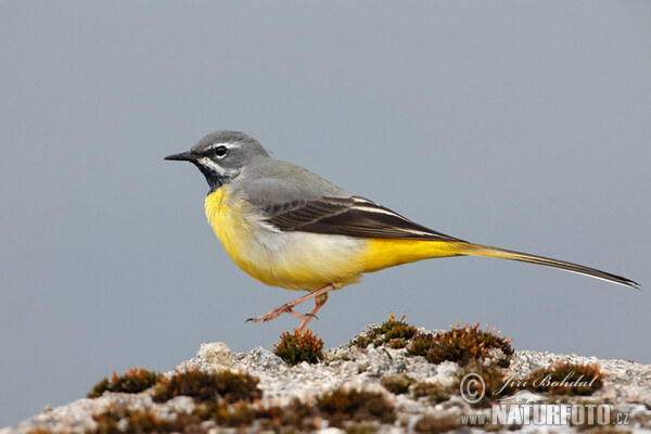 Motacilla cinerea