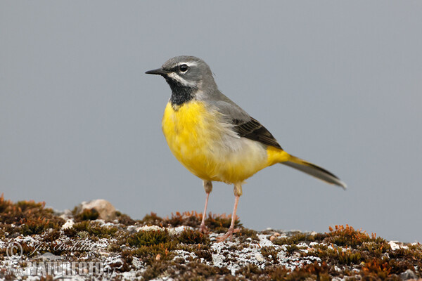 Motacilla cinerea