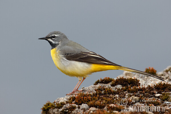 Motacilla cinerea